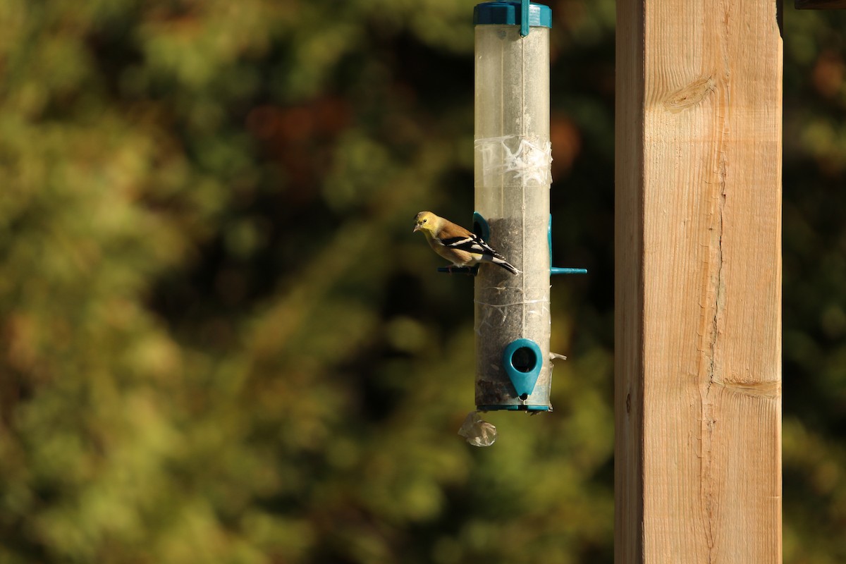 American Goldfinch - ML644371737