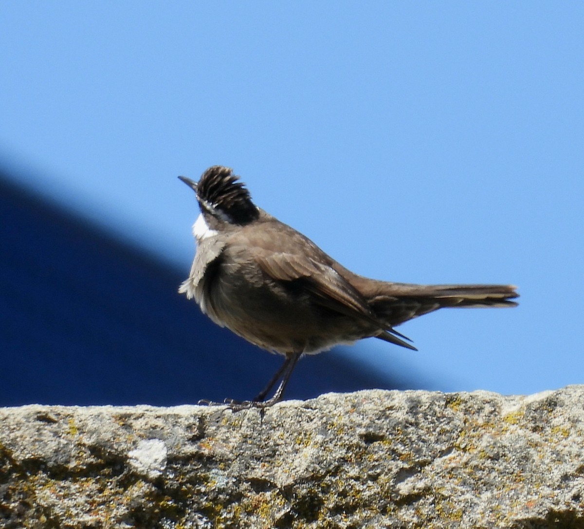 Cinclode à ventre sombre - ML644371740