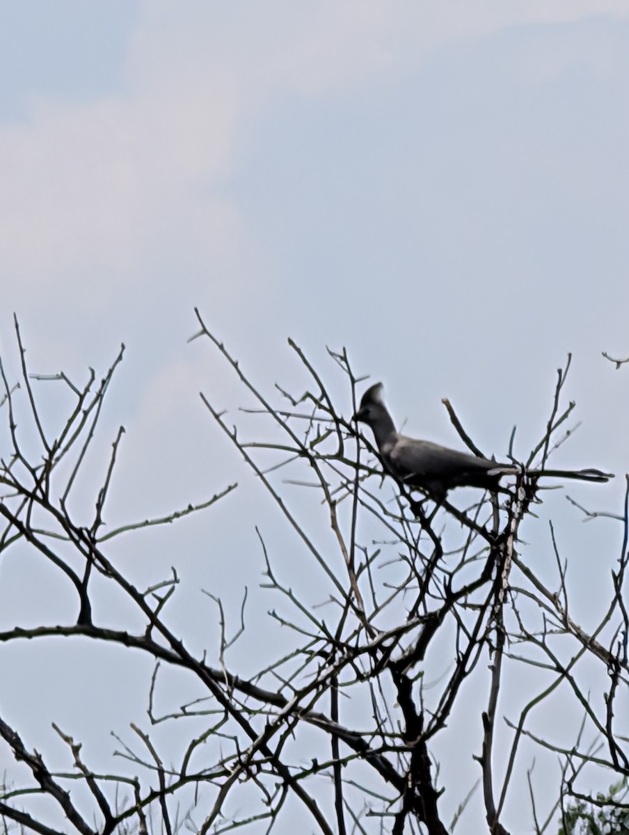 Gray Go-away-bird - ML644371747