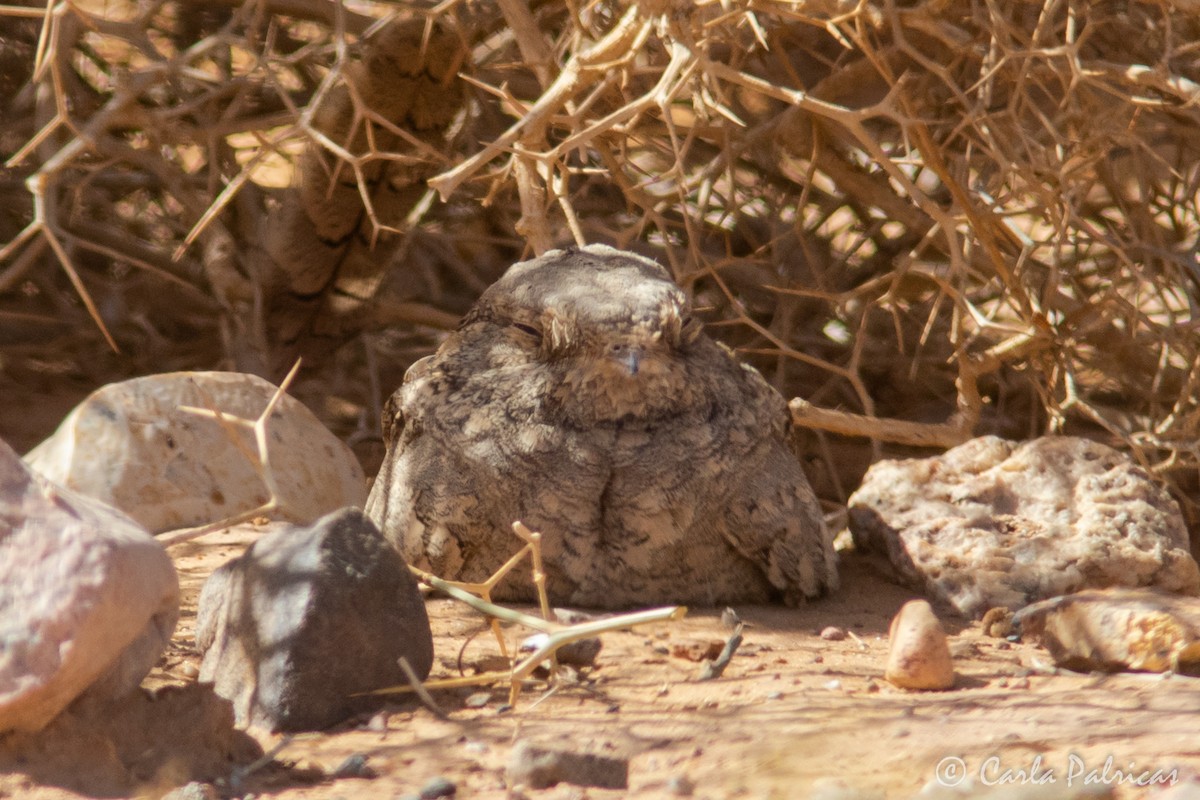 Egyptian Nightjar - ML644371753