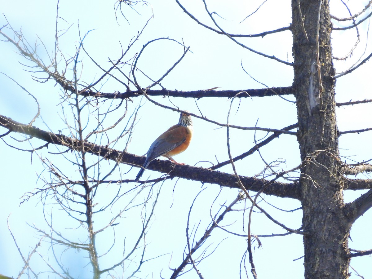 Rufous-backed Robin - ML644371755