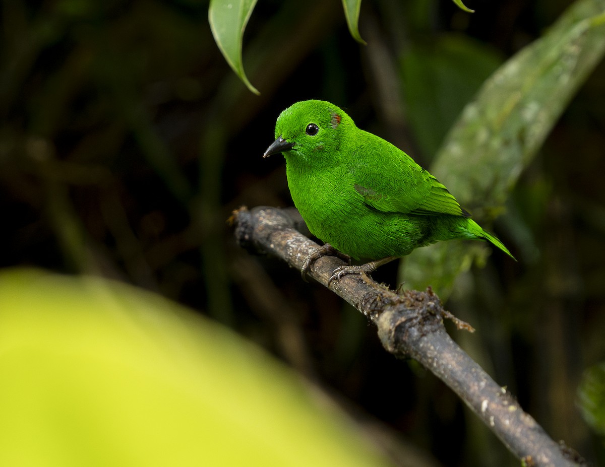 Glistening-green Tanager - ML644371760