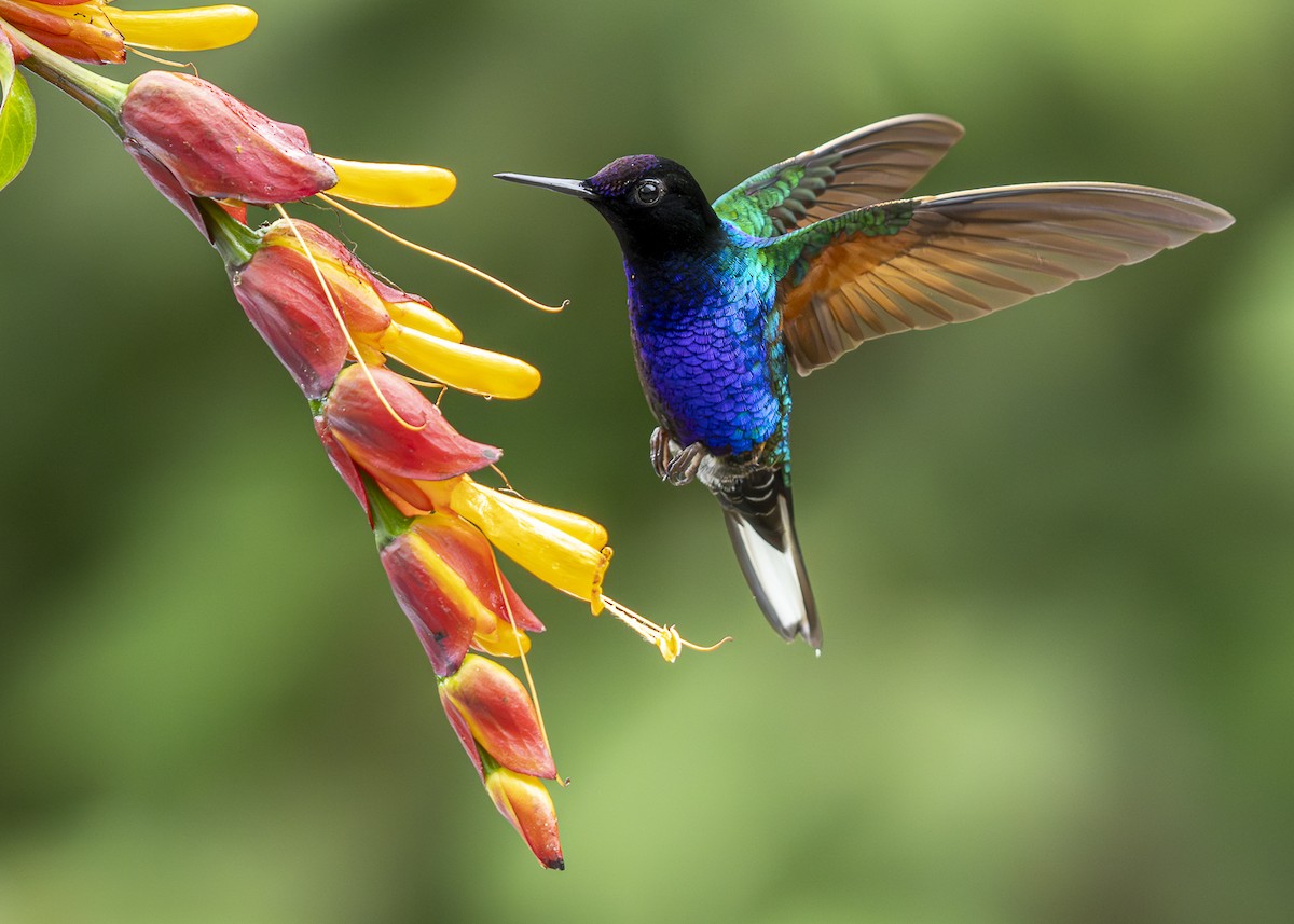 Velvet-purple Coronet - ML644371766