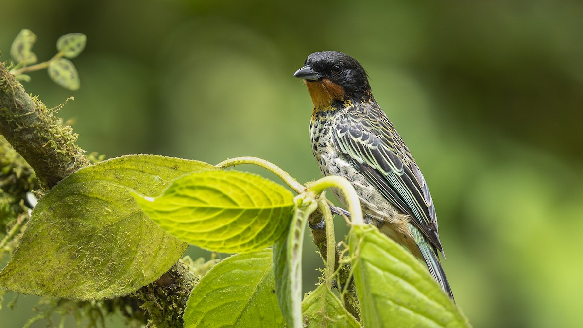 Rufous-throated Tanager - ML644371770