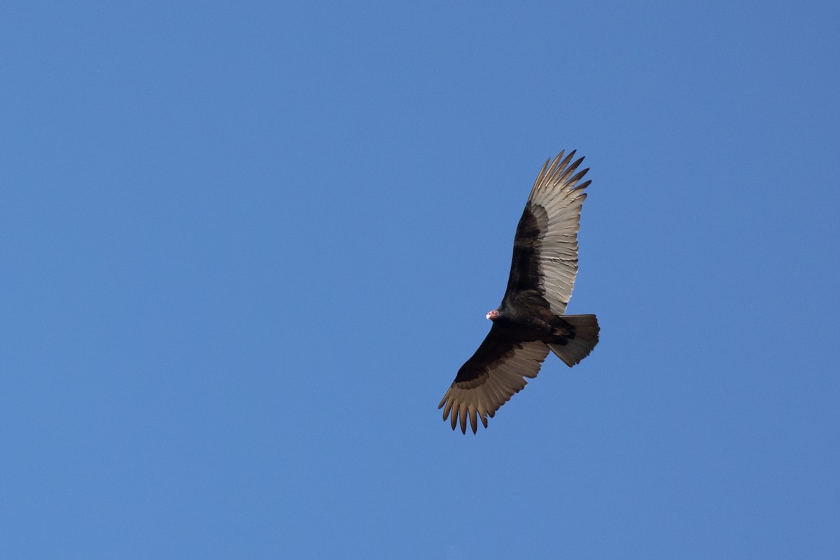 Turkey Vulture - ML644371771
