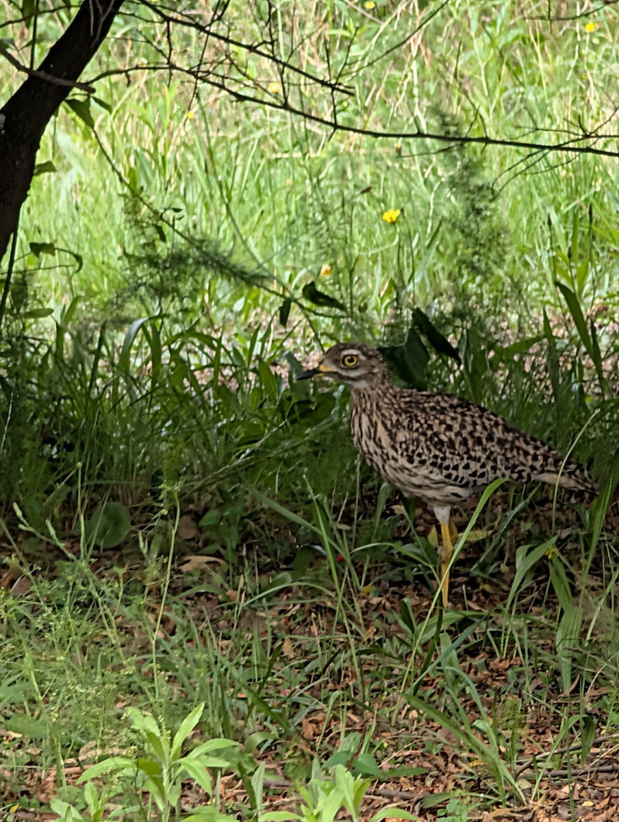 Spotted Thick-knee - ML644371784