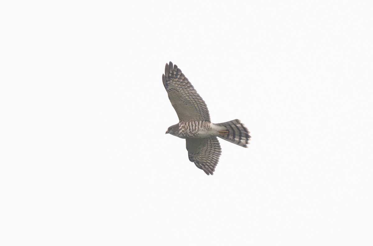 Accipitrine hawk sp. (former Accipiter sp.) - ML644371791
