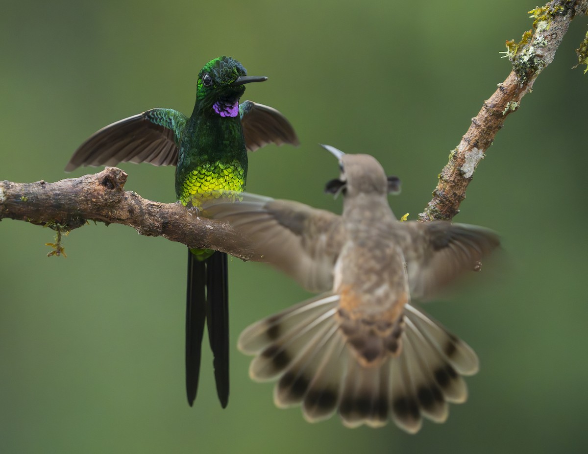 Empress Brilliant - ML644371796