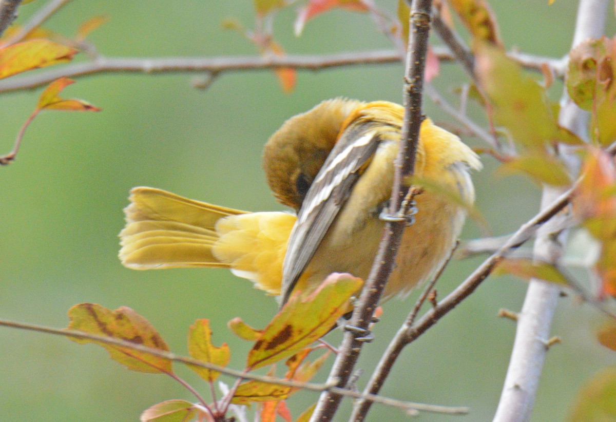 Baltimore Oriole - ML644371799