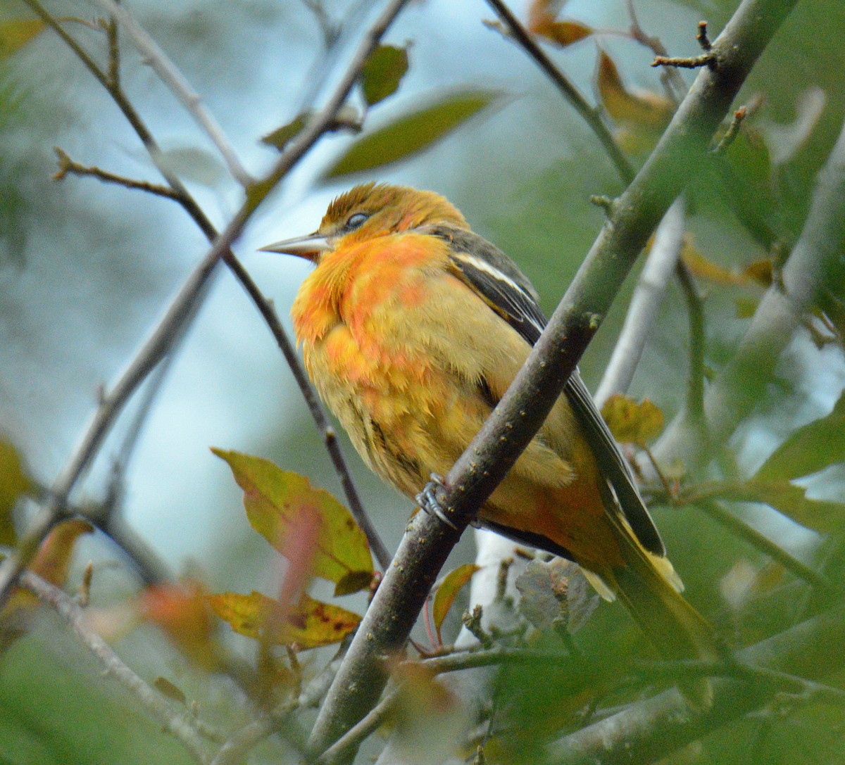 Baltimore Oriole - ML644371800