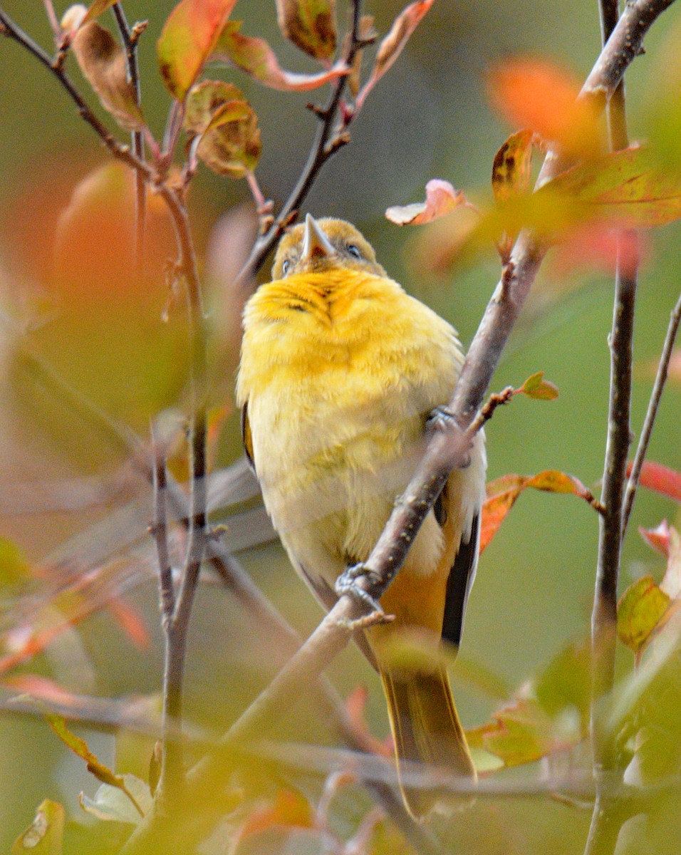 Baltimore Oriole - ML644371801