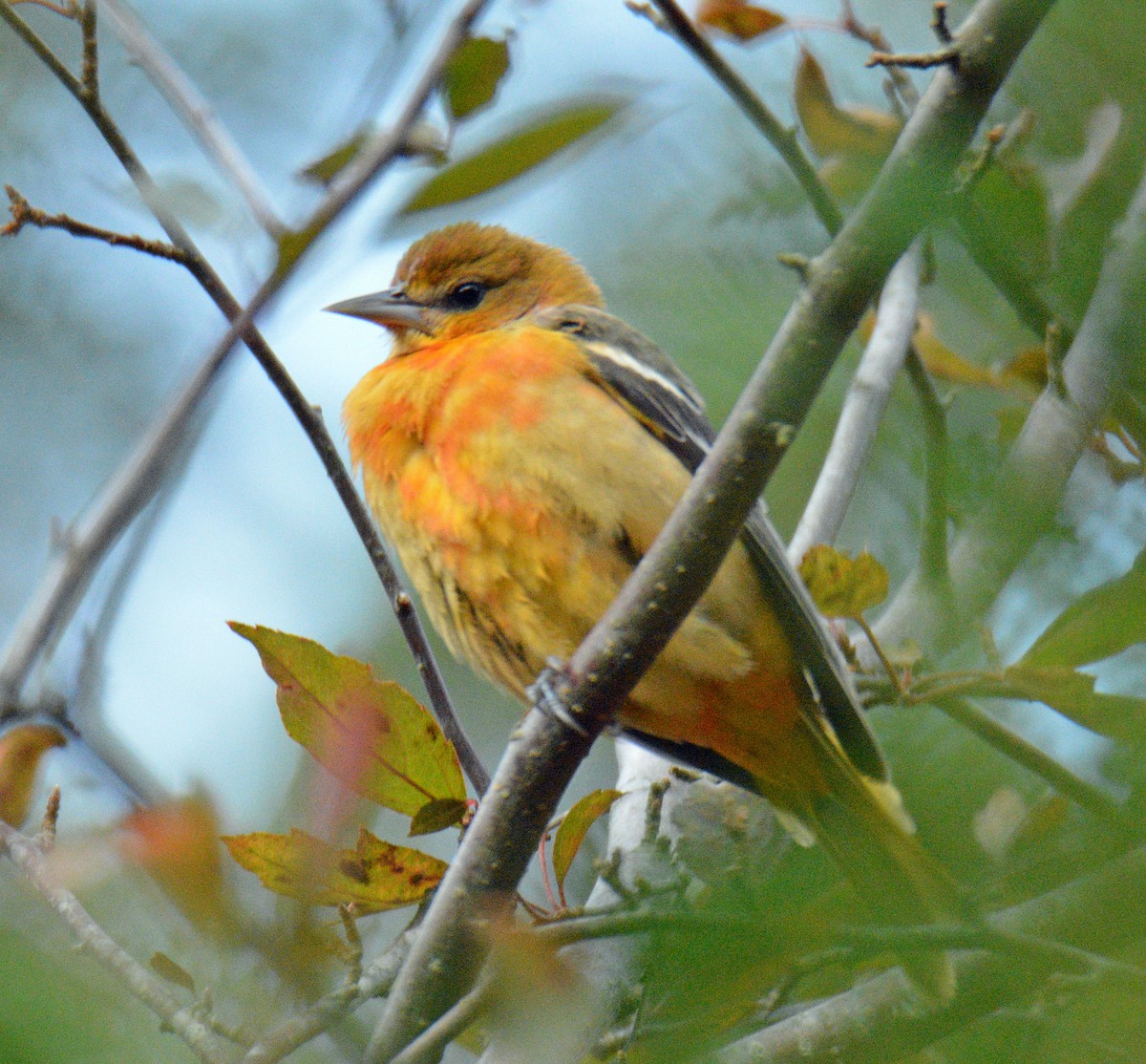 Baltimore Oriole - ML644371802