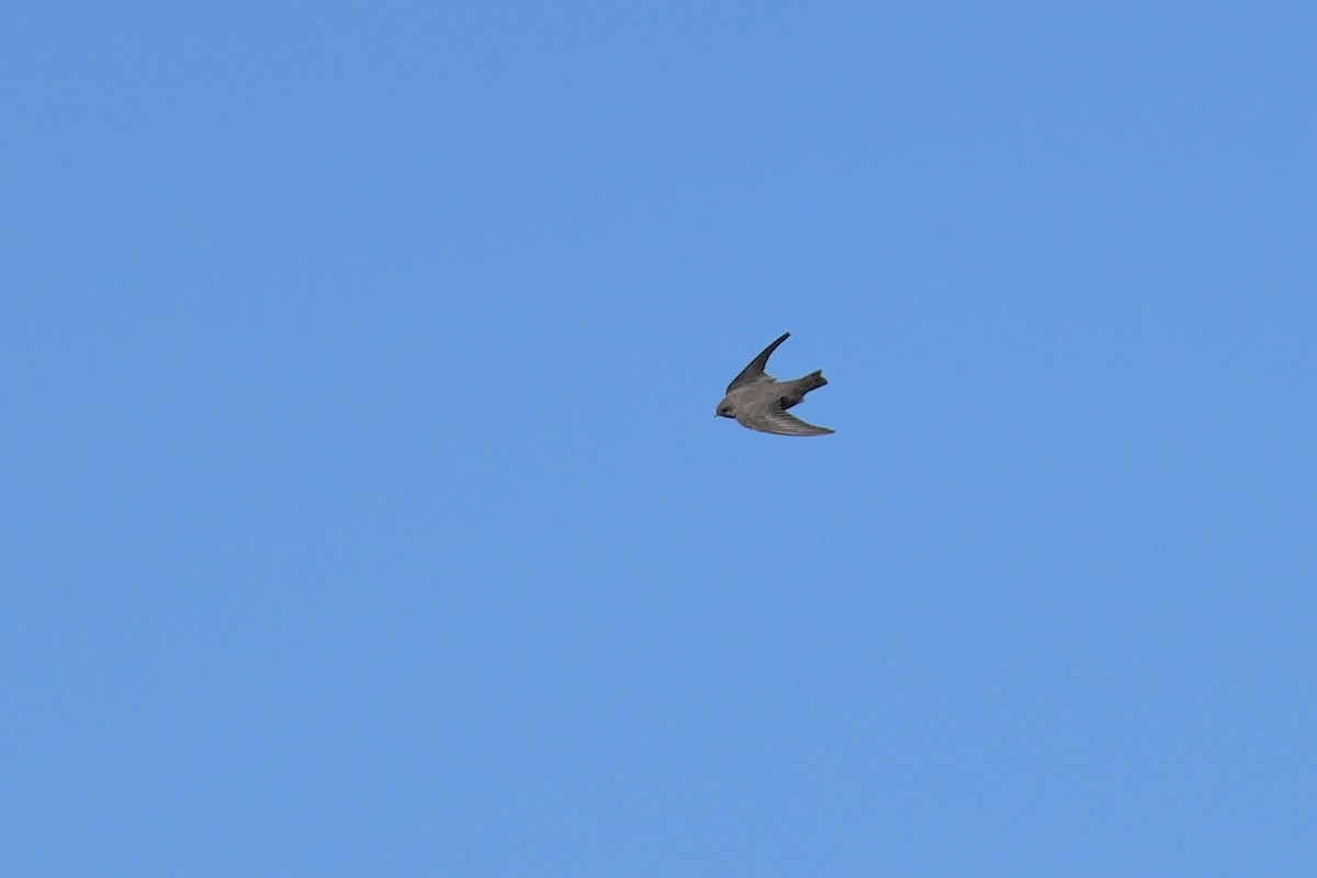 Харагчин хараацай - ML644371809