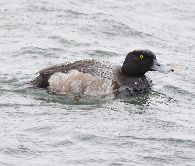 Greater Scaup - ML644371811