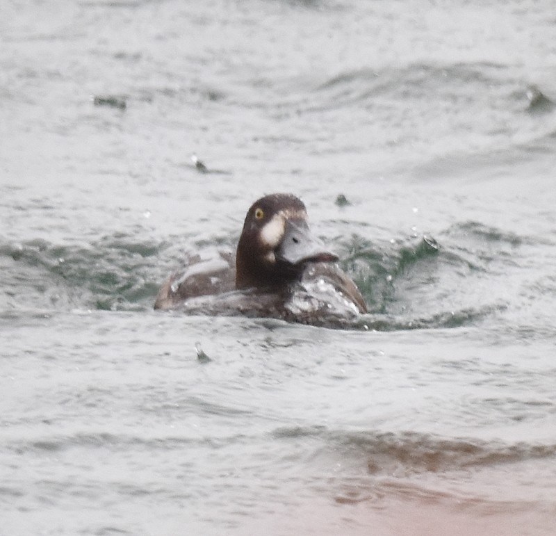 Greater Scaup - ML644371815