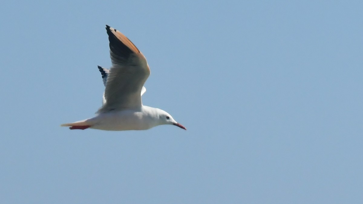 Slender-billed Gull - ML644371816