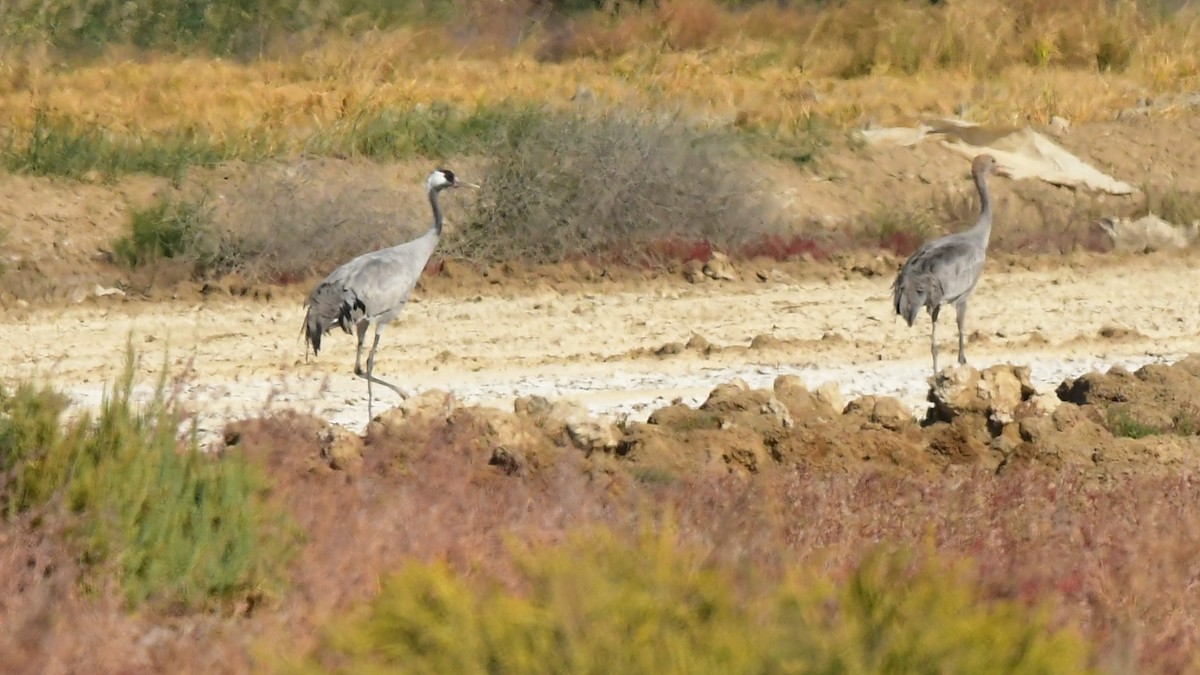 Common Crane - ML644371834