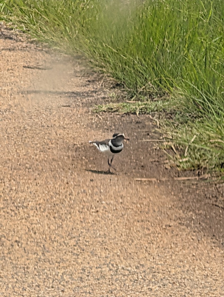 Chorlitejo Tricollar - ML644371840