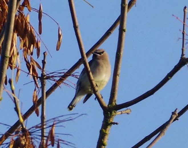 brkoslav americký - ML644371843