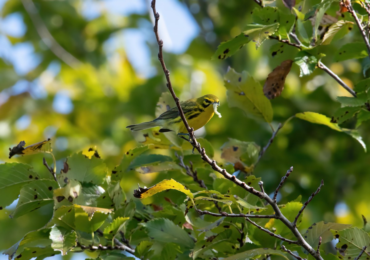 Prairie Warbler - ML644371849