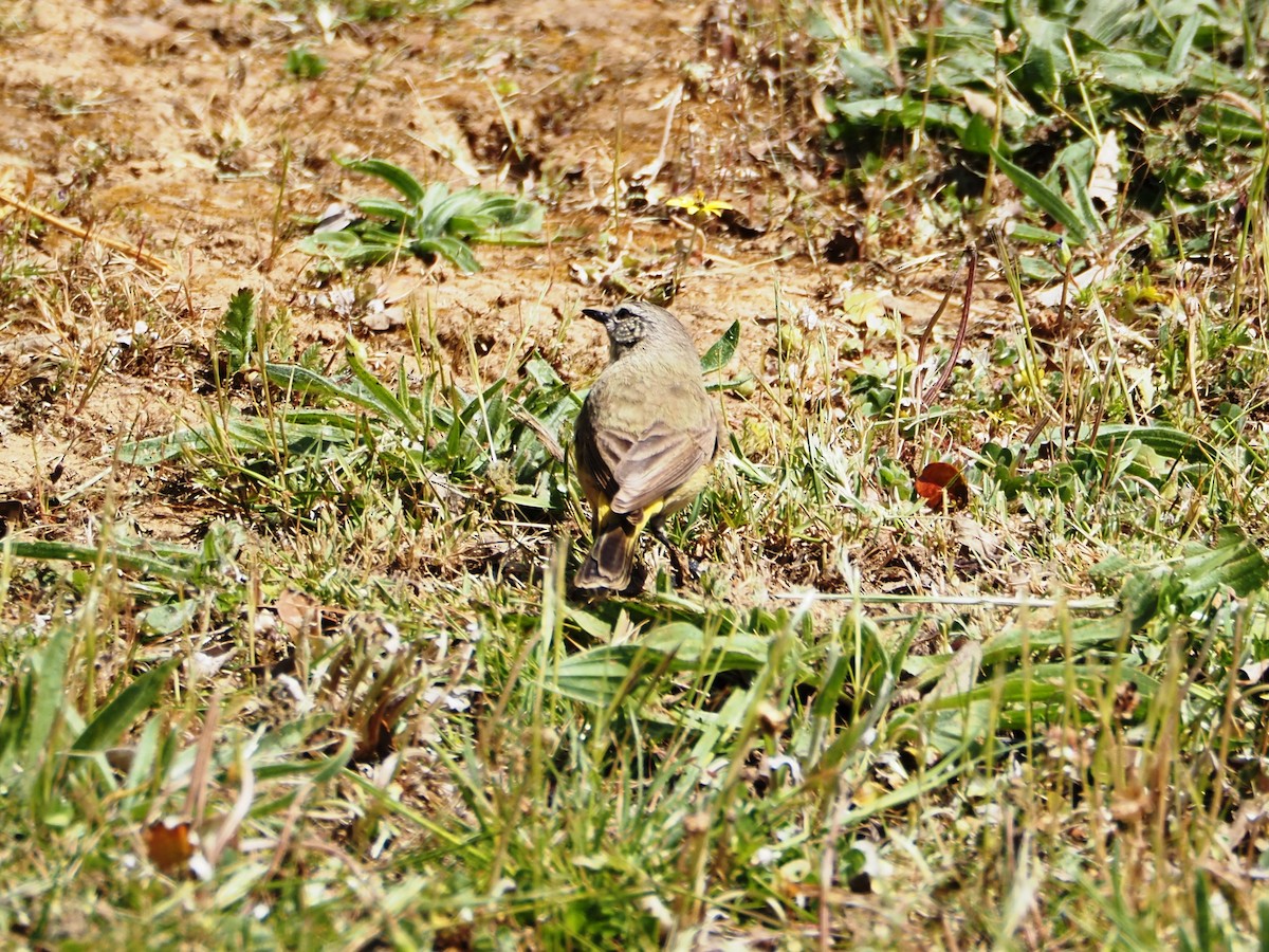 Yellow-rumped Thornbill - ML644371850