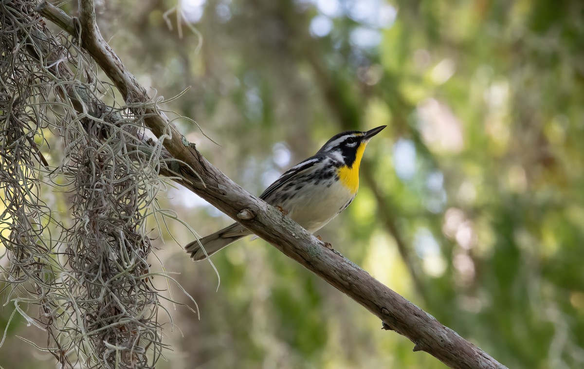 Yellow-throated Warbler - ML644371853