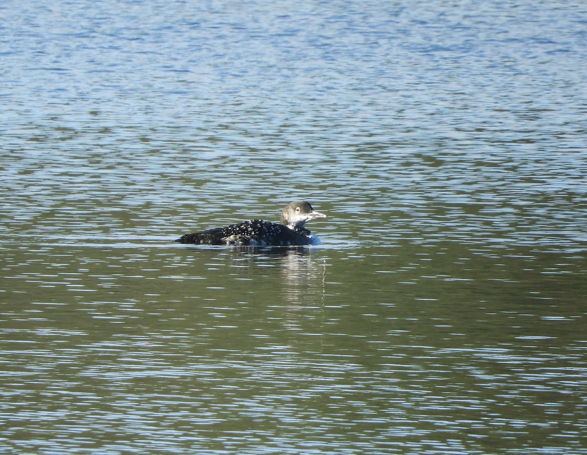 Common Loon - ML644371863