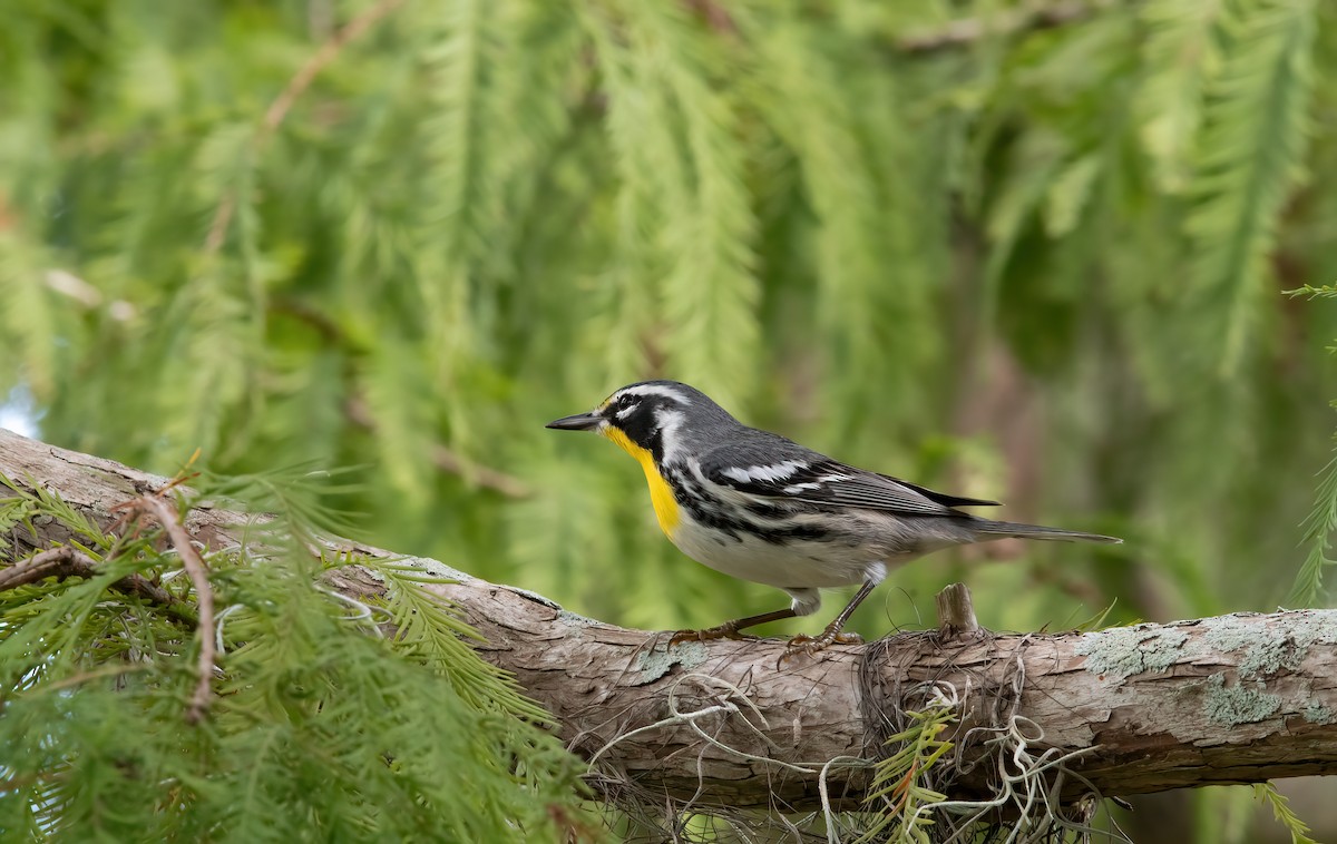 Yellow-throated Warbler - ML644371865