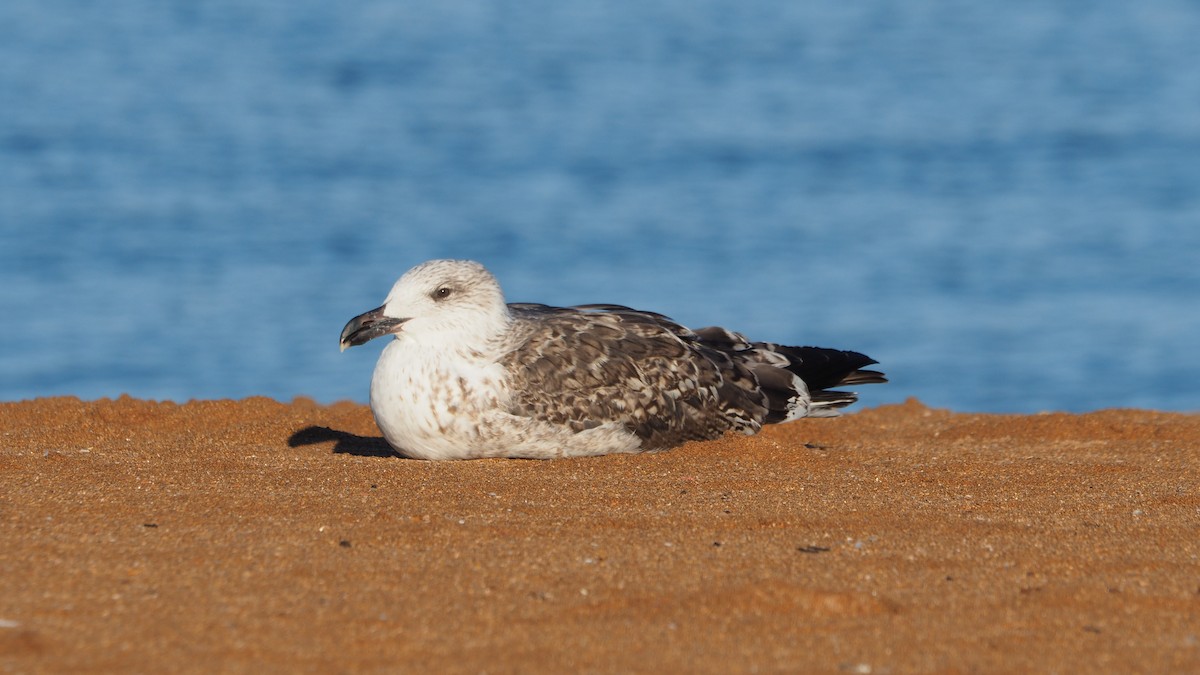 Great Black-backed Gull - ML644371867