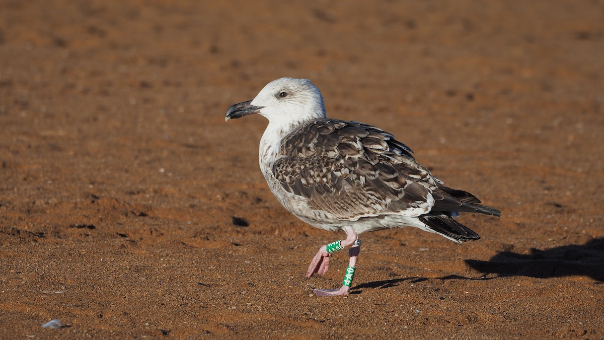 Great Black-backed Gull - ML644371870