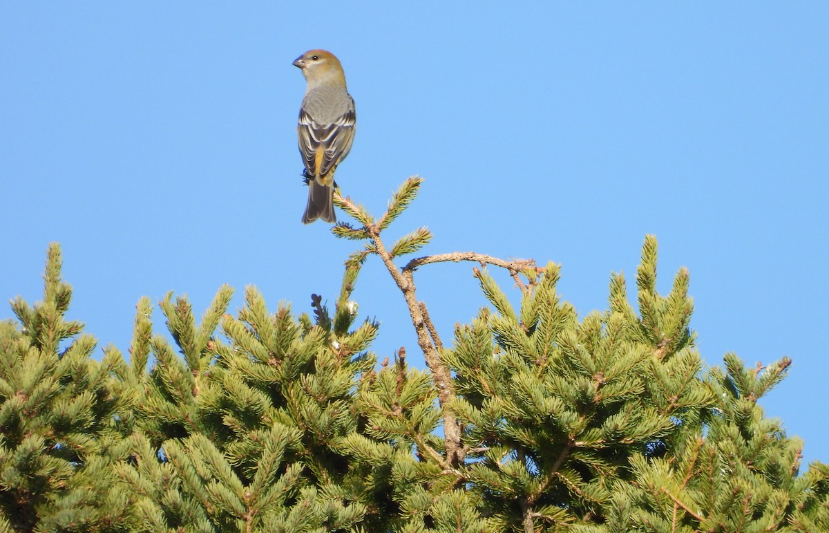 Смеречник тайговий - ML644371871