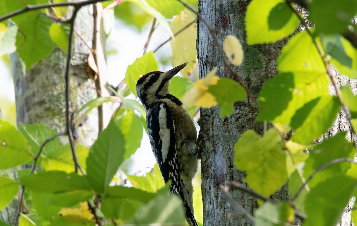 Yellow-bellied Sapsucker - ML644371872