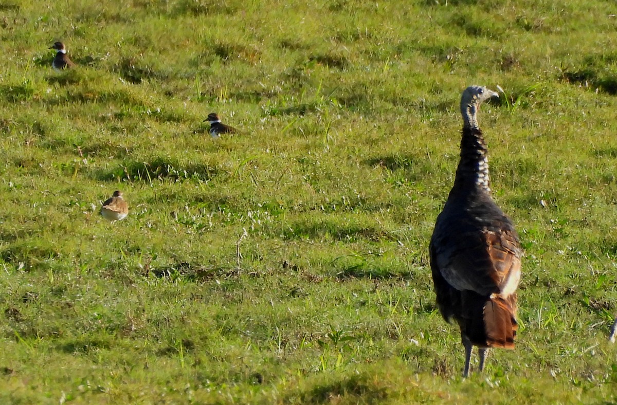 Wild Turkey - ML644371873