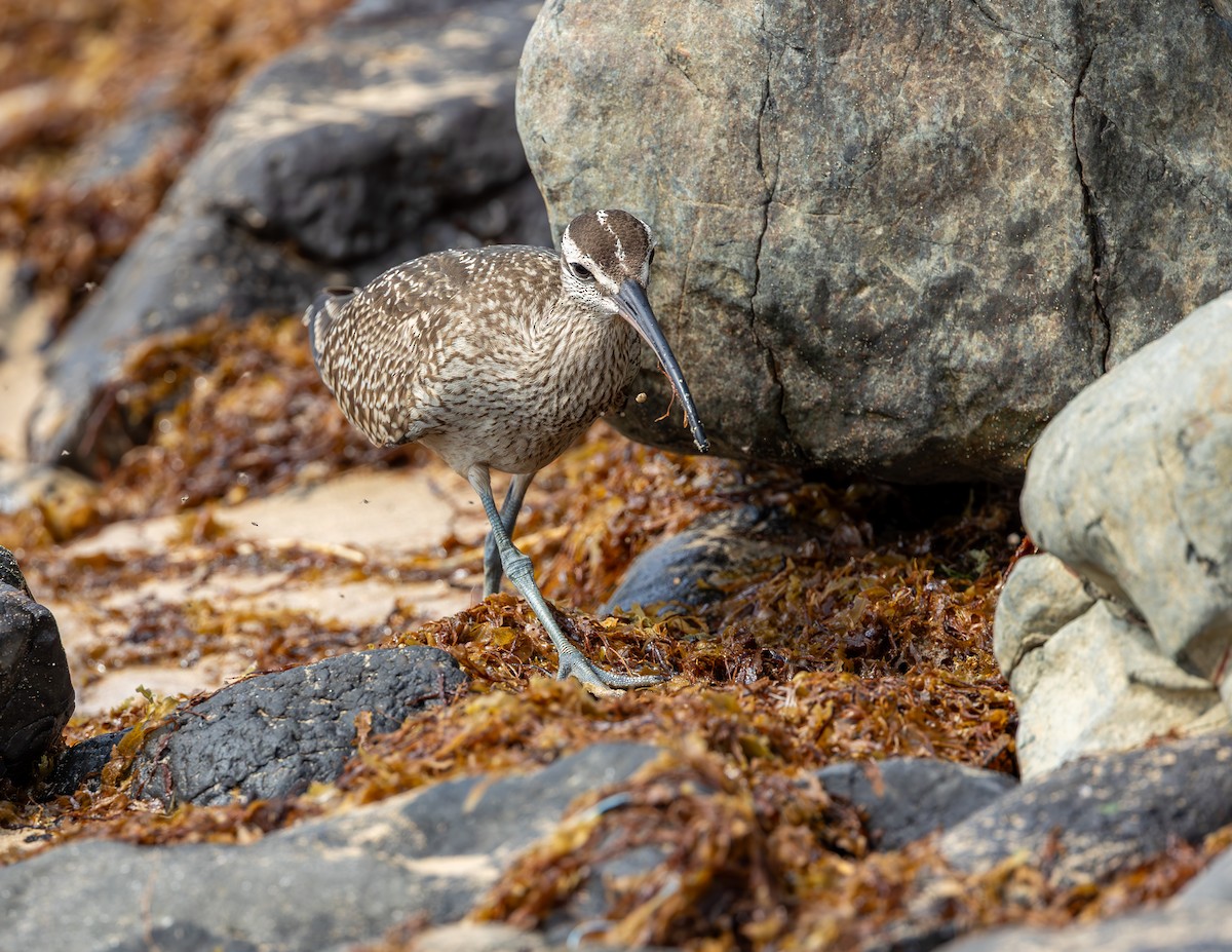 Hudsonian/Eurasian Whimbrel - ML644371874