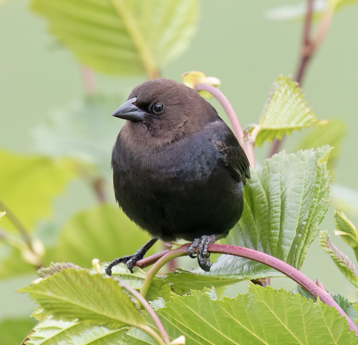 Braunkopf-Kuhstärling - ML644371875