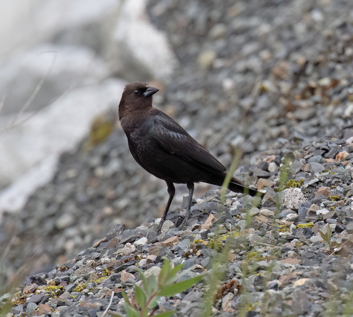 Braunkopf-Kuhstärling - ML644371876