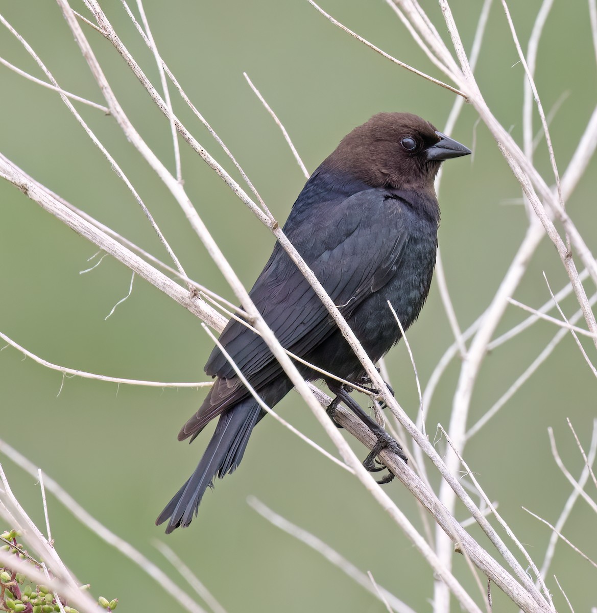 Braunkopf-Kuhstärling - ML644371878