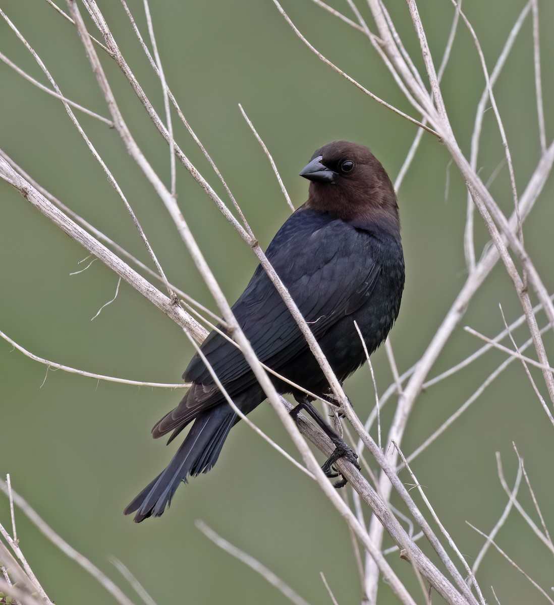 Braunkopf-Kuhstärling - ML644371879