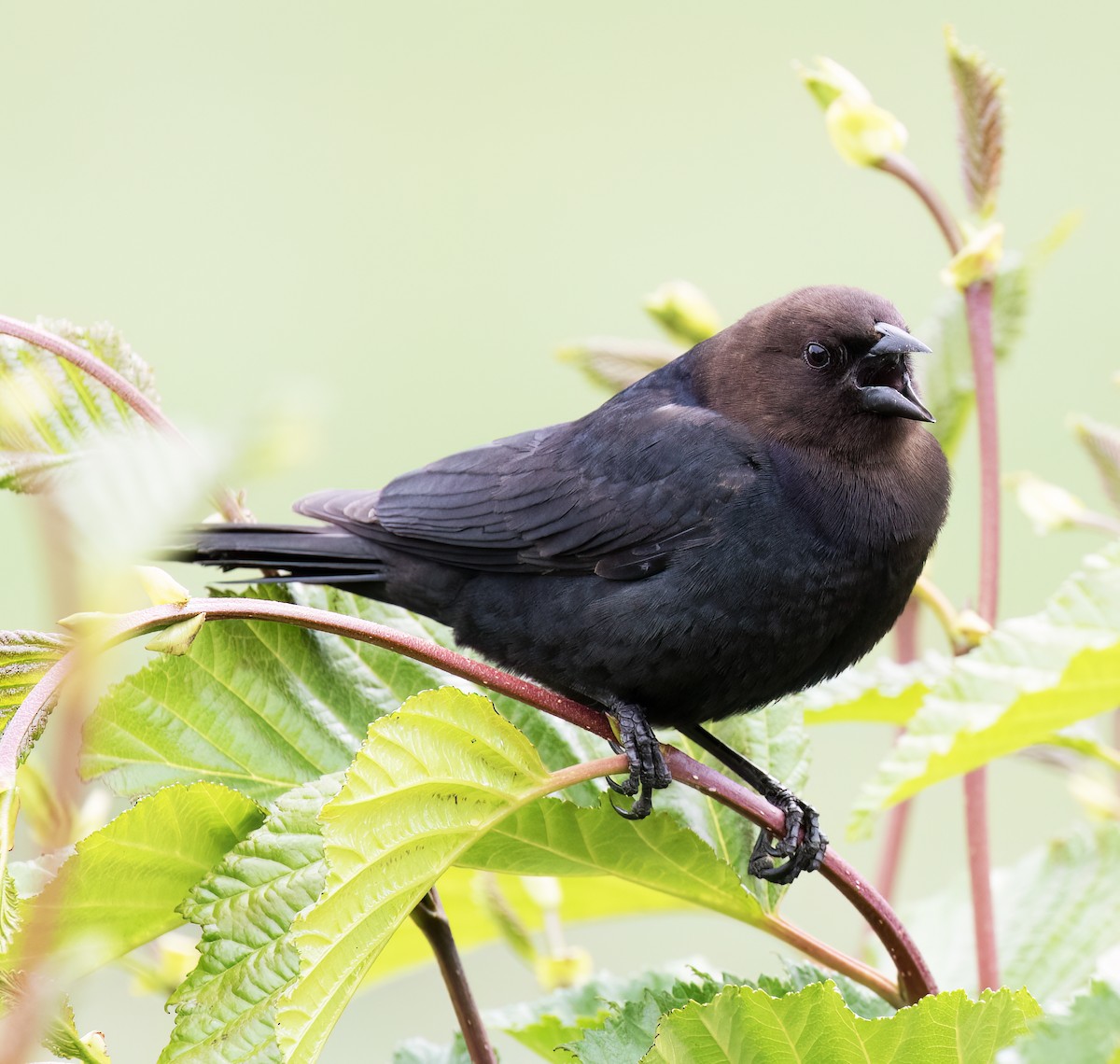 Braunkopf-Kuhstärling - ML644371880