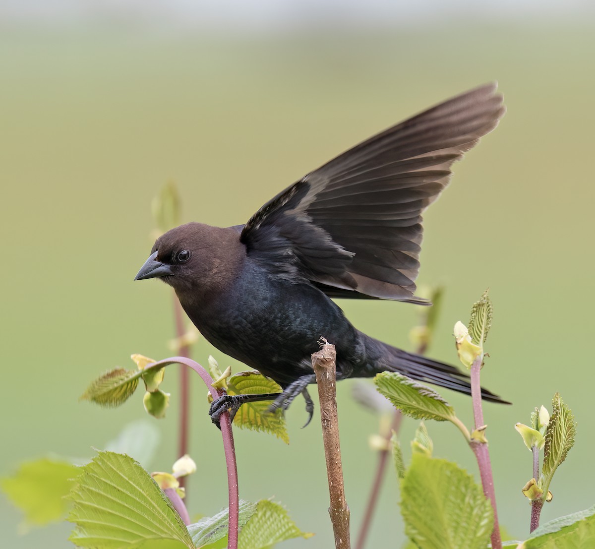 Braunkopf-Kuhstärling - ML644371882