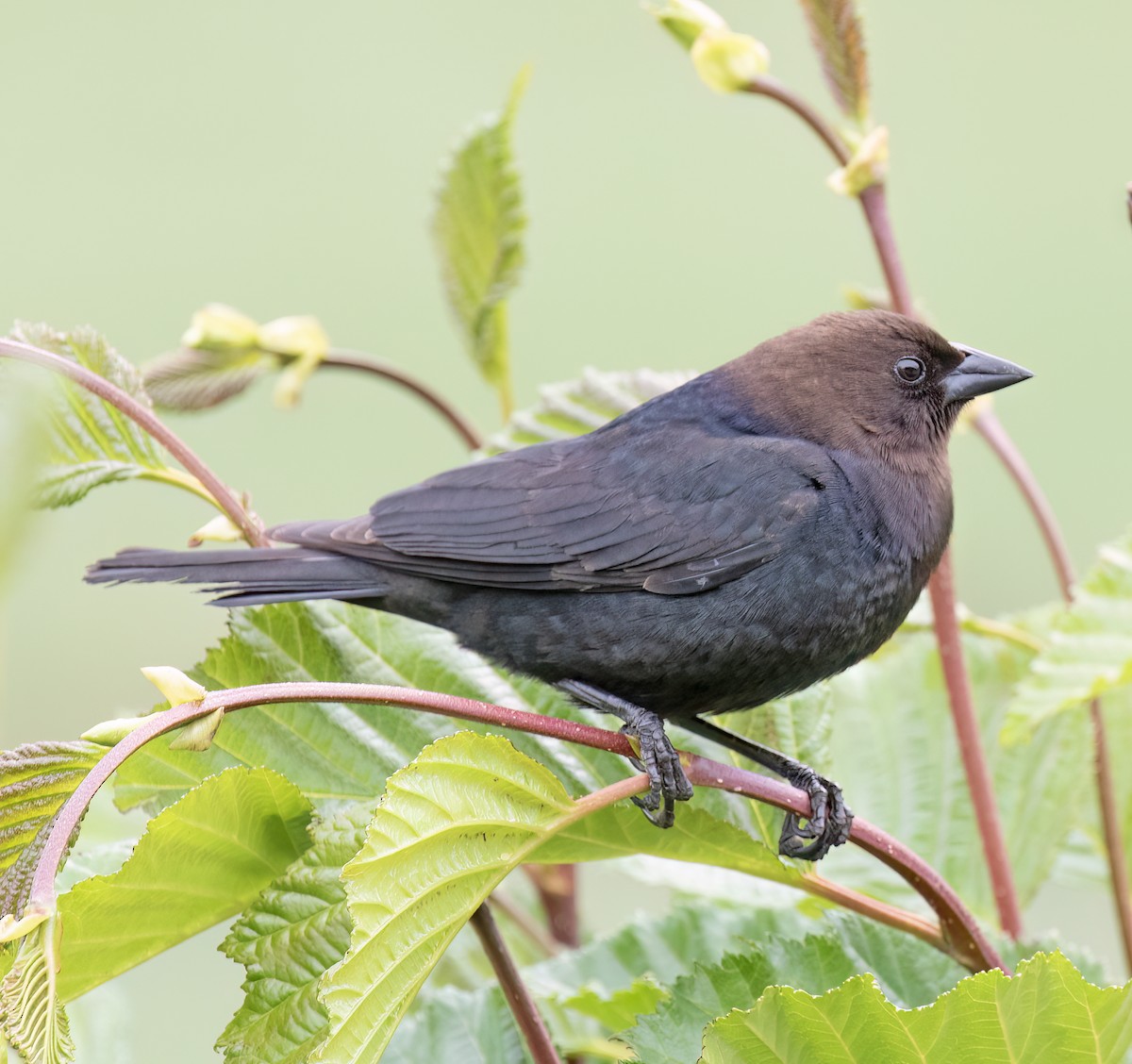 Braunkopf-Kuhstärling - ML644371883