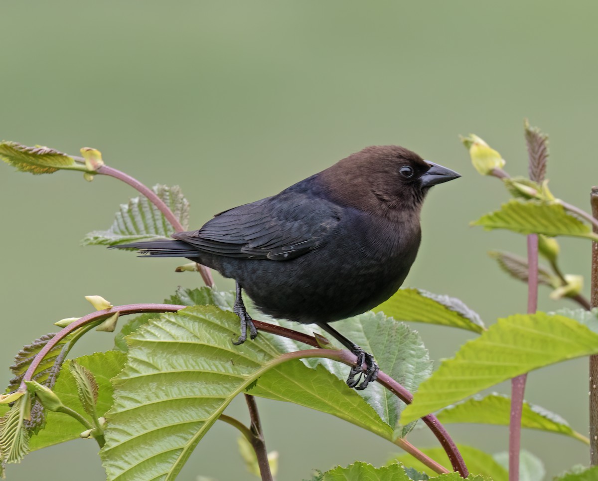 Braunkopf-Kuhstärling - ML644371884