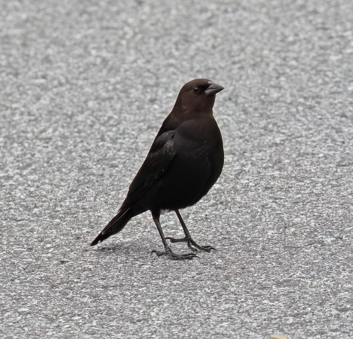 Braunkopf-Kuhstärling - ML644371885