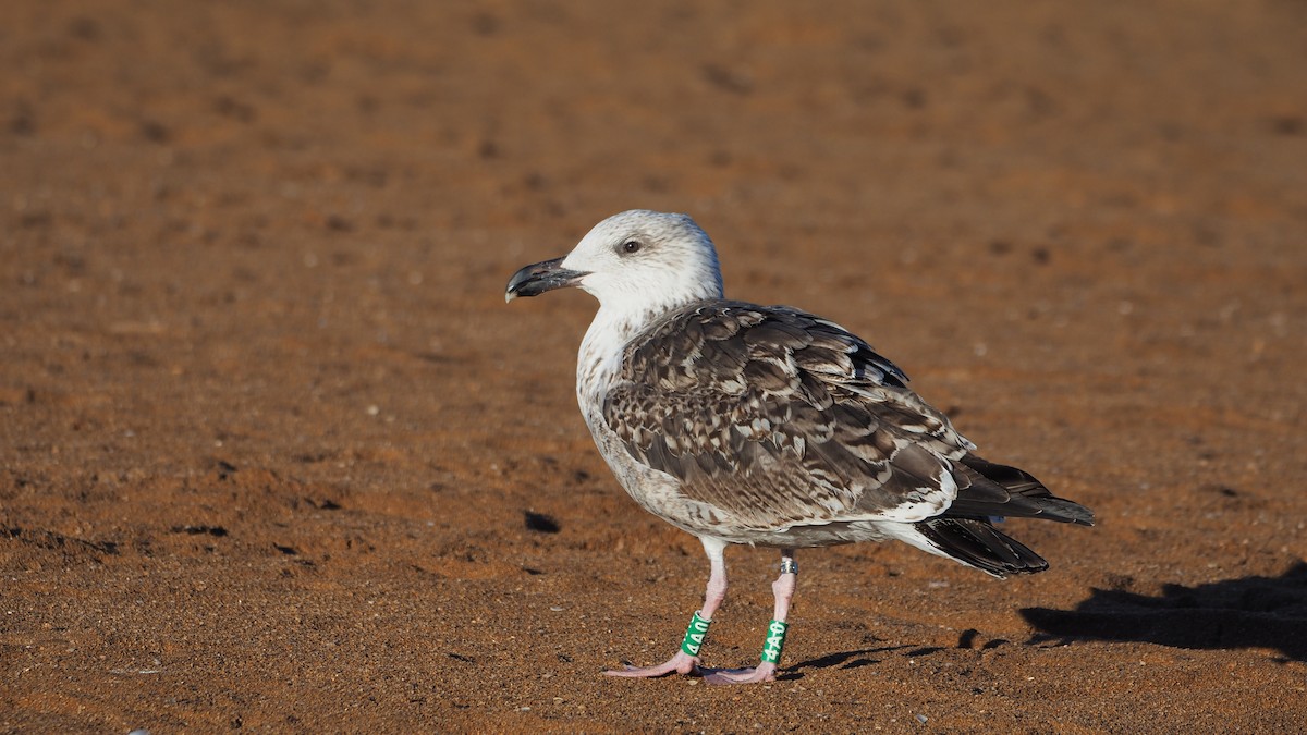 Great Black-backed Gull - ML644371886