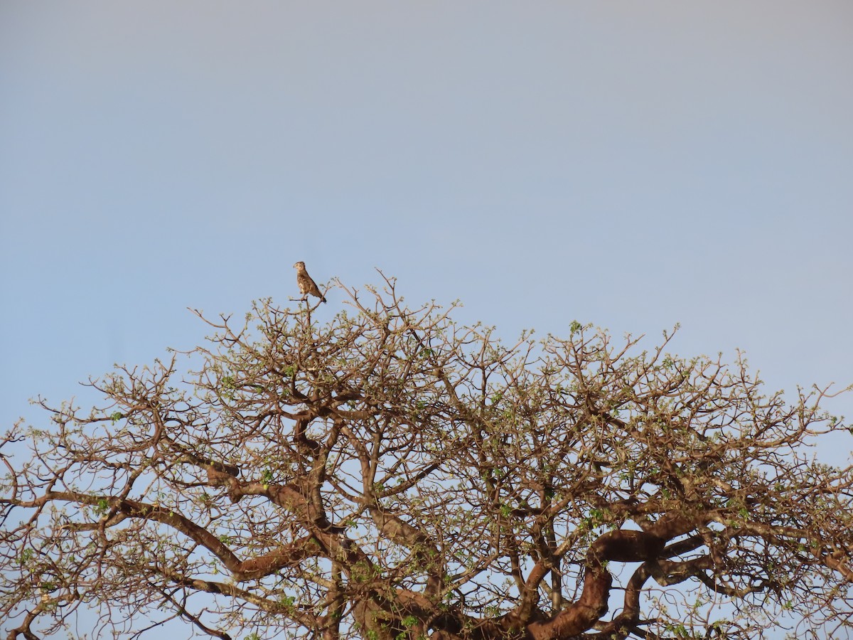 Long-crested Eagle - ML644371894