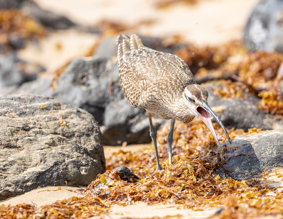 Hudsonian/Eurasian Whimbrel - ML644371909