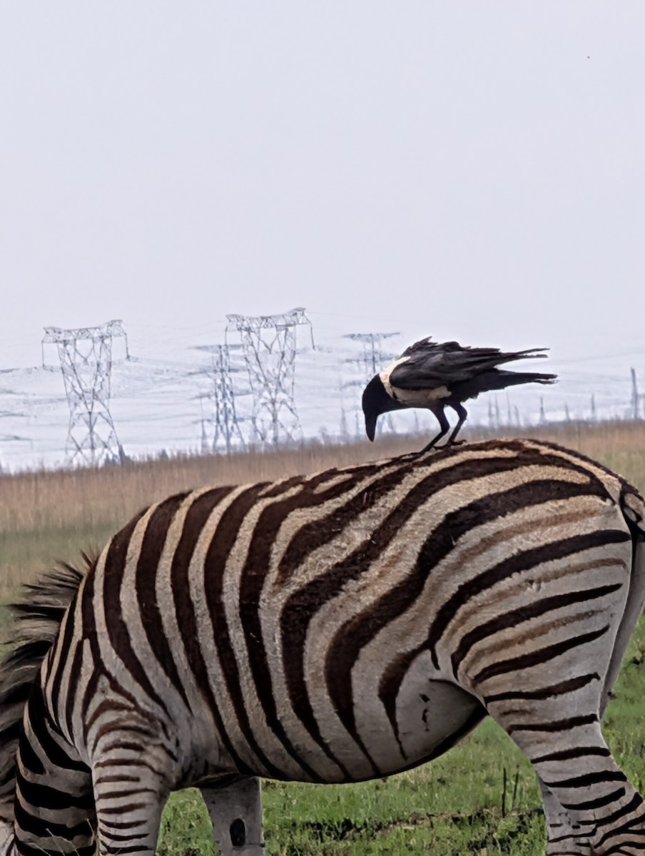 vrána černobílá - ML644371910