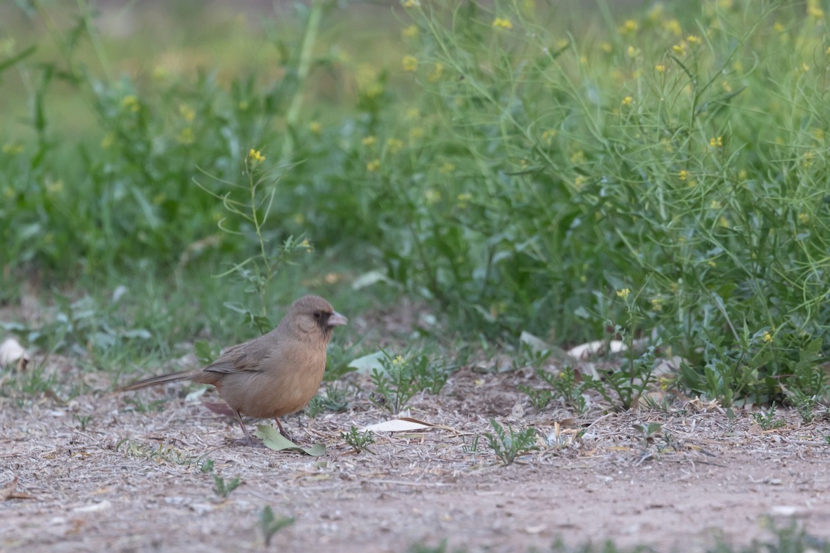 Abert's Towhee - ML644371916