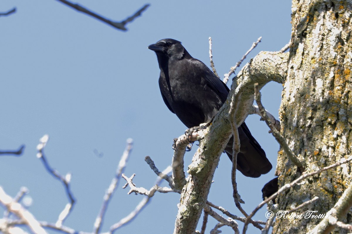 Corneille d'Amérique - ML644371917
