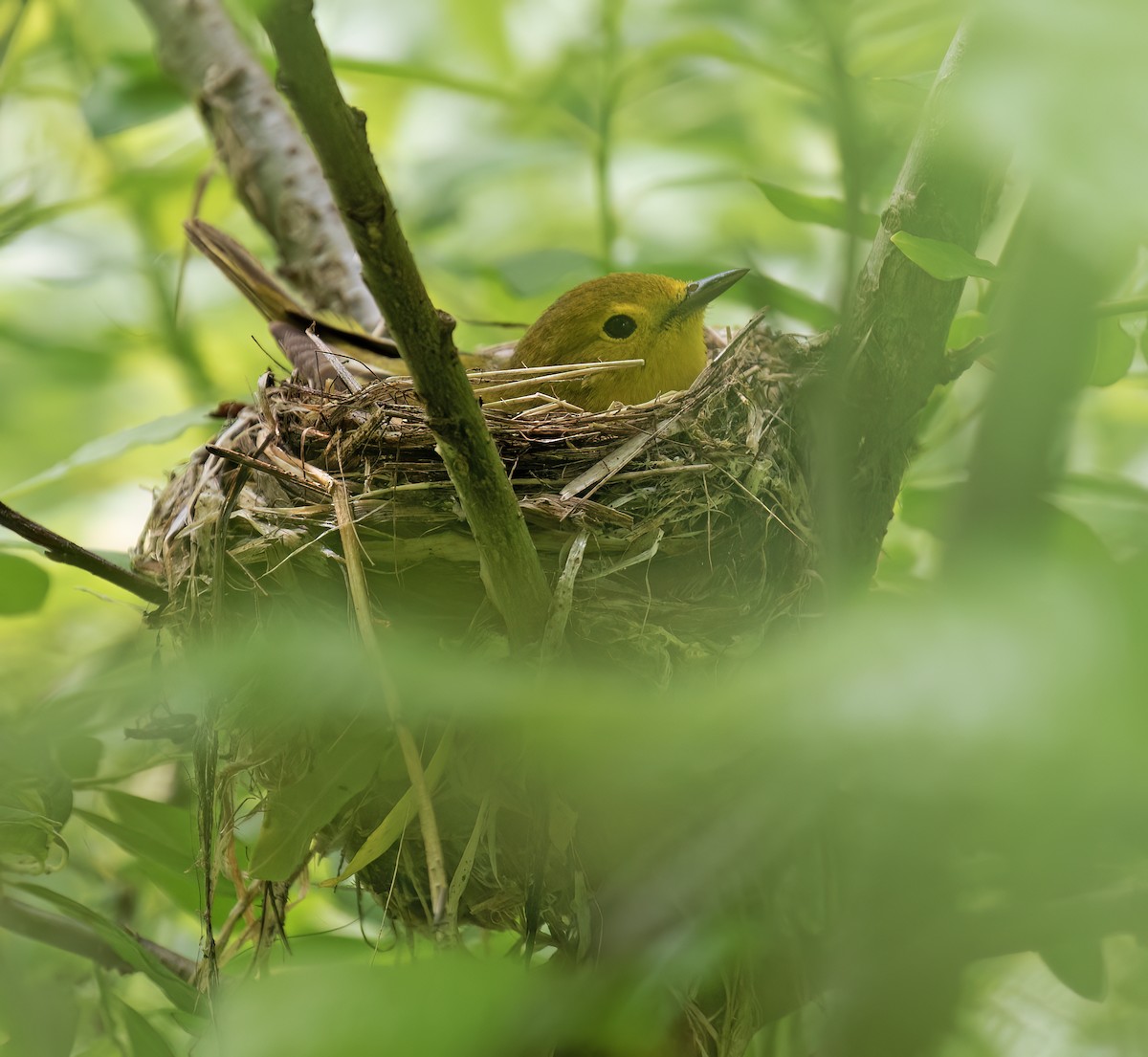 Northern Yellow Warbler - ML644371939
